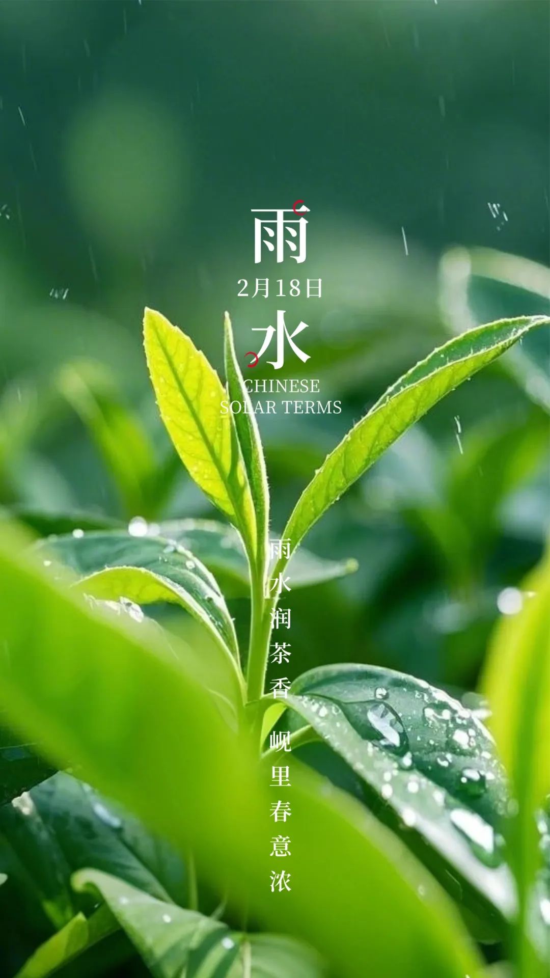 雨水节气清新实景手机海报.jpg